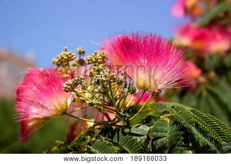 Albizia julibrissin. Beautiful pink flowers. Tropical Mediterranean tree.