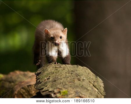 White brasted marten jumping on wood - Martes foina
