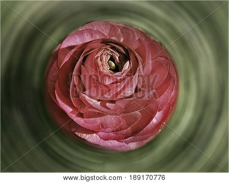 A centrifuge pink flower. It's just a flower