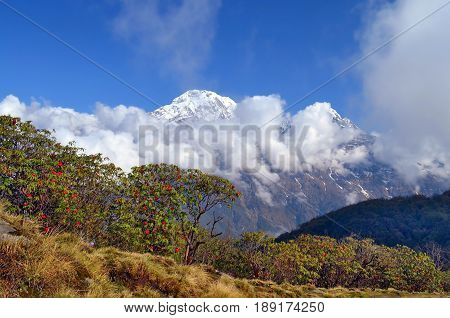 Mountain Landscape in Himalaya. Blooming of Rhododendron tree and Annapurna South peak. Nepal, Annapurna region, Mardi Himal track.