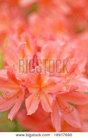 Orange rot Rhododendron Blüte, shallow Dof konzentrieren sich auf vorderen blühen