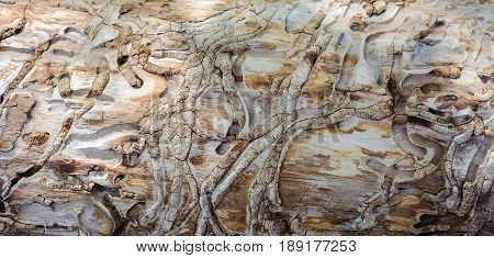 Meandering patterns in bark of tree left by bark beetle.