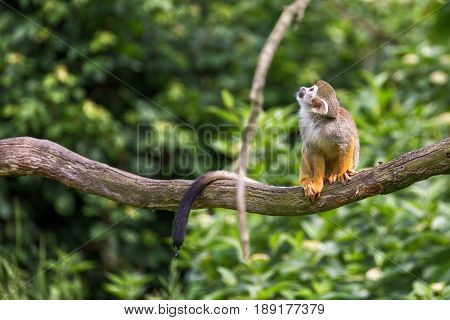 Portrait of squirrel monkey Saimiri sciureus sitting on a tree branch.