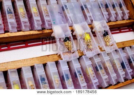 Boxes for queen bees. Preparing for artificially fertilized bees. Natural economy. Transporting queen bee. Queen Bee Cages
