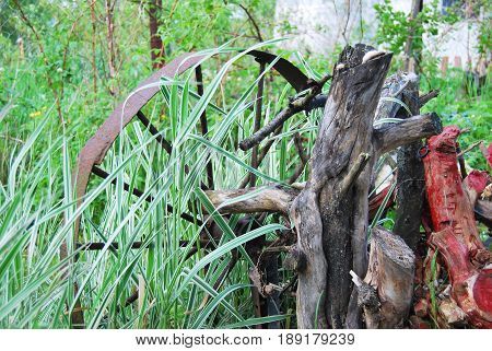 The wheel from the old cart driftwood sedge