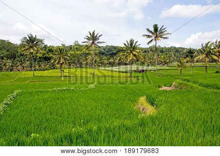 Rice fields, Senaru, Lombok, Indonesia, Southeast Asia, Asia