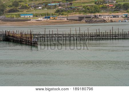 V-shaped bamboo trap set up in a fan shape used to catch fish.Taken in Namhae South Korea