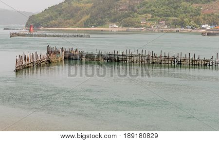 V-shaped bamboo trap set up in a fan shape used to catch fish.Taken in Namhae South Korea