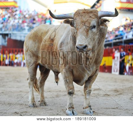 bull in spain with big horns,spanish bull