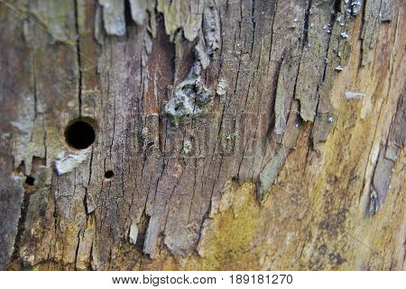 Structure of the old tree with holes from the bark beetle