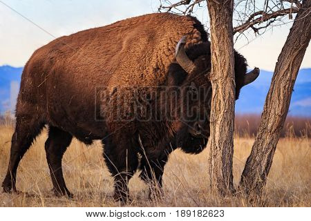 Bison stratching its head on a tree with Rocky Mountains in the background.