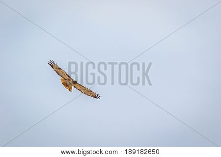 Red tailed hawk soaring straight at you against cloudy sky