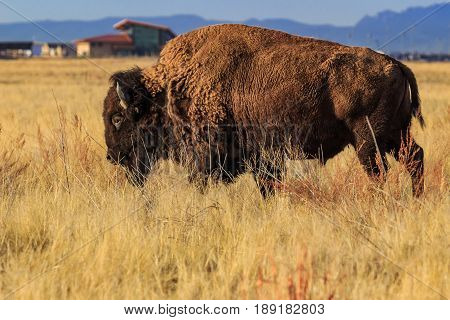 Bison on the prairie in front of the Rocky Mountain Arsenal Nationa Wildlife Refuge Visitor Center