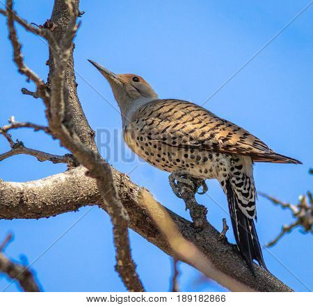 Northern Flicker striking a pose perched in a tree