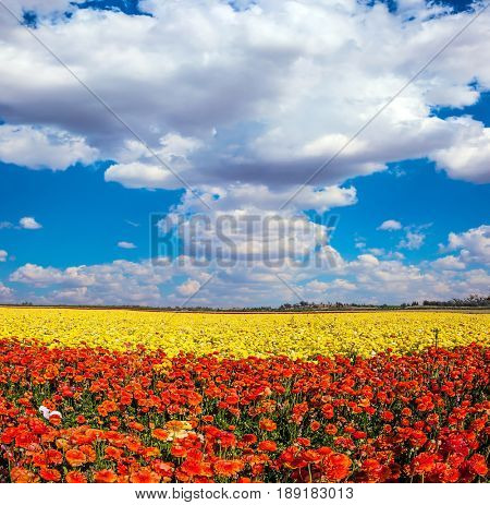 Fluffy clouds over field of luxury garden buttercups. The kibbutz in the south of Israel. Concept of rural tourism and agrotourism