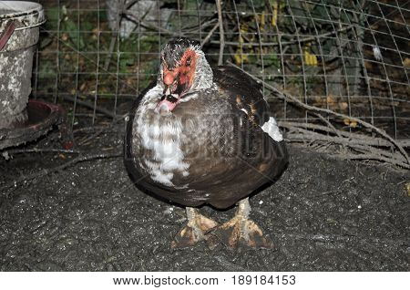 one musk indoda Drake in the yard of a chicken coop