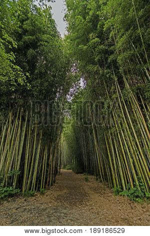 Walkway in a Bamboo Forest in Cherokee North Carolina