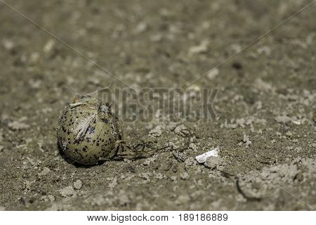 Avocet (Recurvirostra avosetta) egg. Wild bird egg rejected from nest. Solitary egg on the ground removed from nest. Illustrative of the Protection of Birds and Wildlife and Countryside Act.