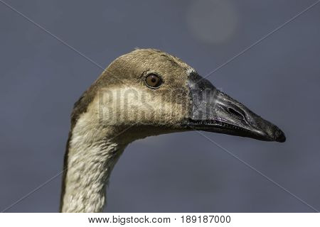 Swan goose (Anser cygnoides) head in close up against clean plain background.