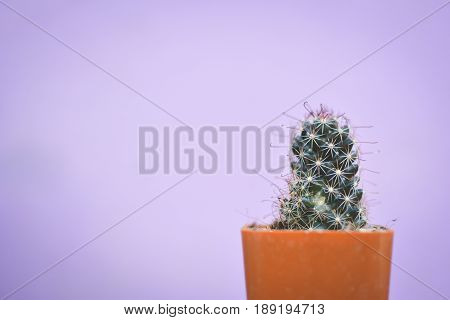 Little beautiful cactus purple background hipster tone