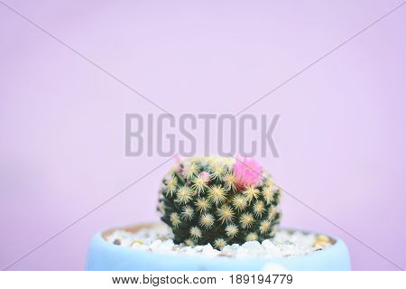 Little beautiful cactus purple background hipster tone
