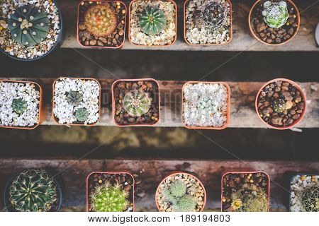 Little beautiful cactus wood background hipster tone