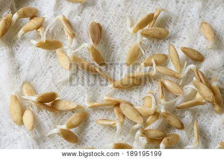 Sprouted Seeds Of Cucumbers On White Gauze Fabric Macro