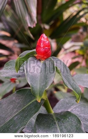 red Zingiber zerumbet flower in nature garden