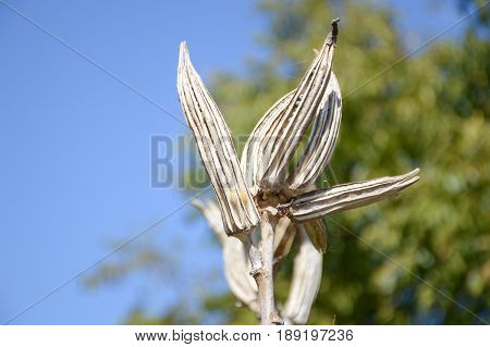 close up dry abelmochus esculentus seed in nature garden