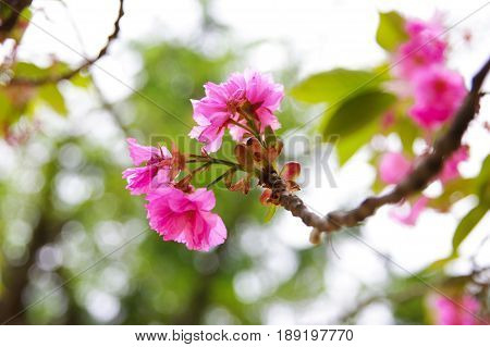 Azalea blossom tree beautiful background close up
