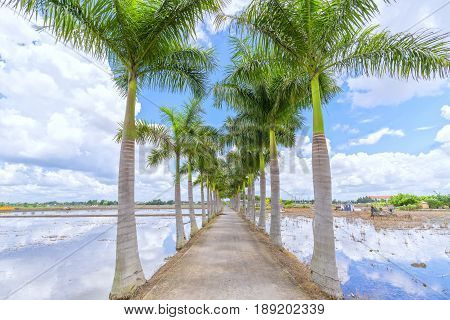 Cuban Royal Palm trees planted along a rural road on field in the countryside