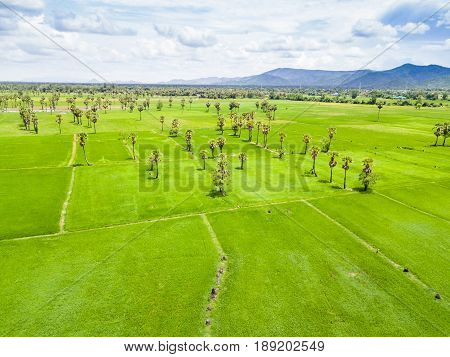 Sugar Palm Plantation And Rice Paddy