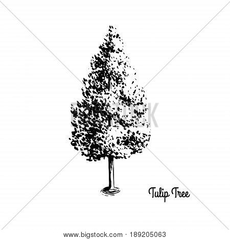 Vector sketch illustration of American Tulip Tree. Black silhouette of Yellow Poplar isolated on white background. Official state tree of Indiana, Kentucky and Tennessee.