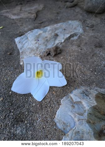 White flower on ground stone, feel alone