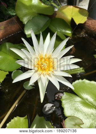 White lotus water lily flower Flora blooming