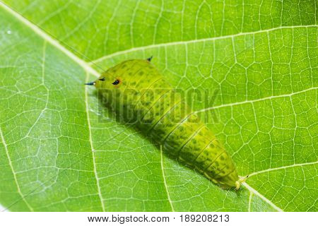 Tailed Jay (graphium Agamemnon) Caterpillar