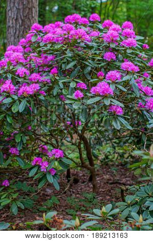 Blooming rhododendron bushes. Latvian University Rhododendron nursery 