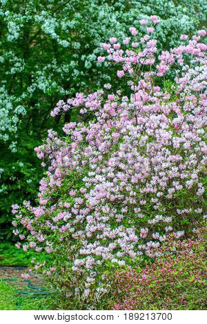 Blooming rhododendron bushes. Latvian University Rhododendron nursery 