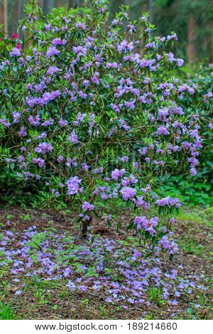 Blooming rhododendron bushes. Latvian University Rhododendron nursery 