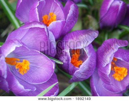 Krokus