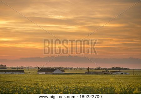 Yellow Rapeseed Field At Sunset In The Village