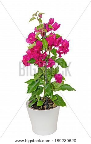 Bougainvillea Pink Branch Flowers, Paper Flower With Green Leafs Isolated On White Background