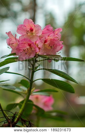 Rhododendron beautiful flower. Latvian University Rhododendron nursery 