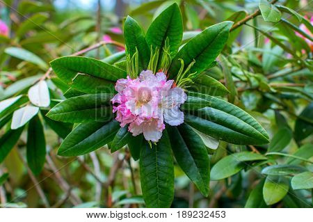 Rhododendron beautiful flower. Latvian University Rhododendron nursery 