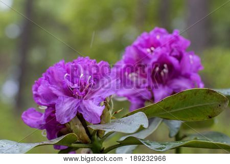 Rhododendron beautiful flower. Latvian University Rhododendron nursery 
