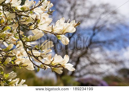 Magnolia flowers in full bloom in spring on the trees branches