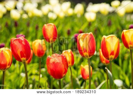 Tulip field with colorful tulips in full bloom in the bright spring
