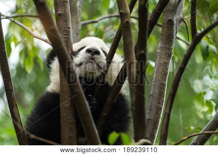 giant panda over tree in chengdu wild zoo  