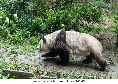 giant panda in chengdu wild zoo  