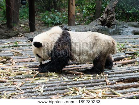 giant panda eating bamboo in chengdu wild zoo  